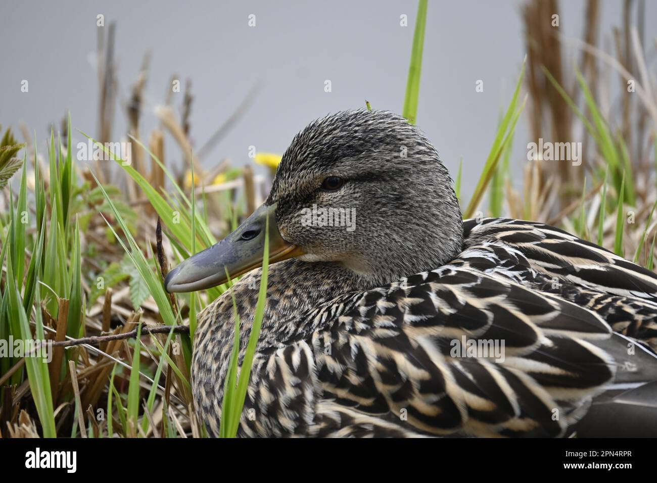 „Porträt einer gewöhnlichen Ente in Deutschland“ Stockfoto