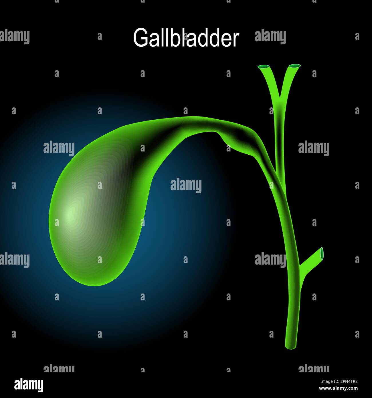 Gallenblasenanatomie. Grüne Gallenblase auf dunklem Hintergrund. Die Anatomie des menschlichen Körpers. Röntgenblau realistisch. Nahaufnahme eines Cholezysten. Vektorposter Stock Vektor