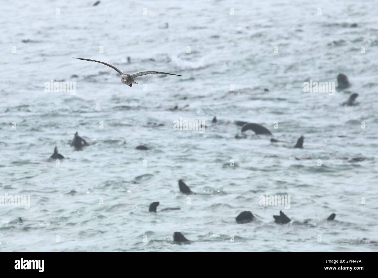 die möwe fliegt über schwimmende Seelöwen Stockfoto