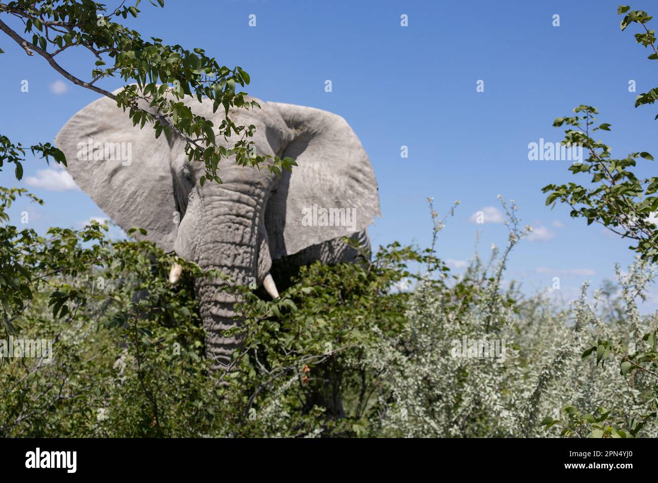 Riesiger Elefant in der Wildnis des Etosha-Nationalparks Stockfoto