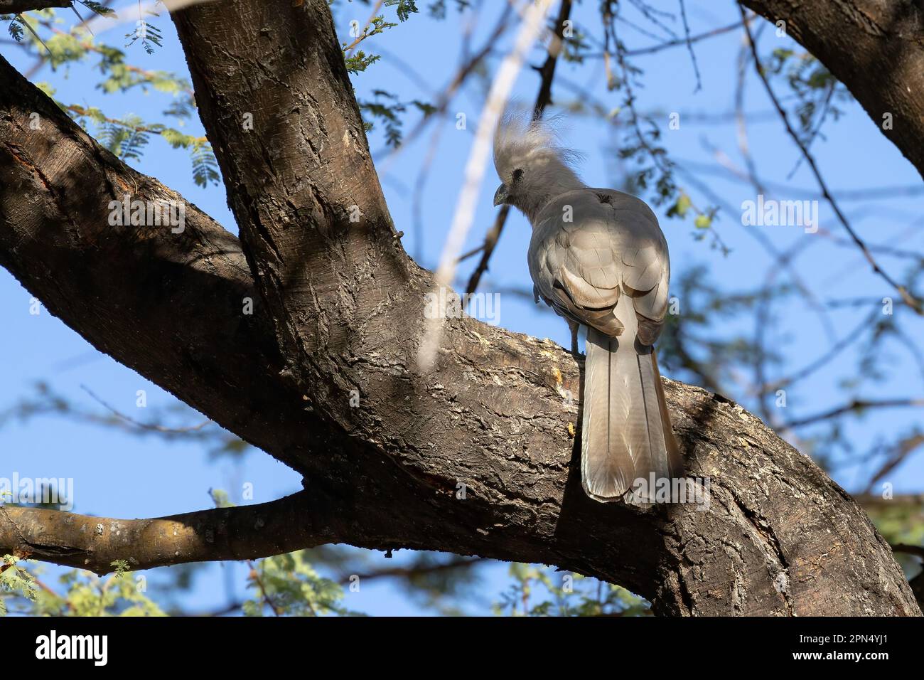 Graue lourie sitzt auf einem Ast eines Baumes Stockfoto