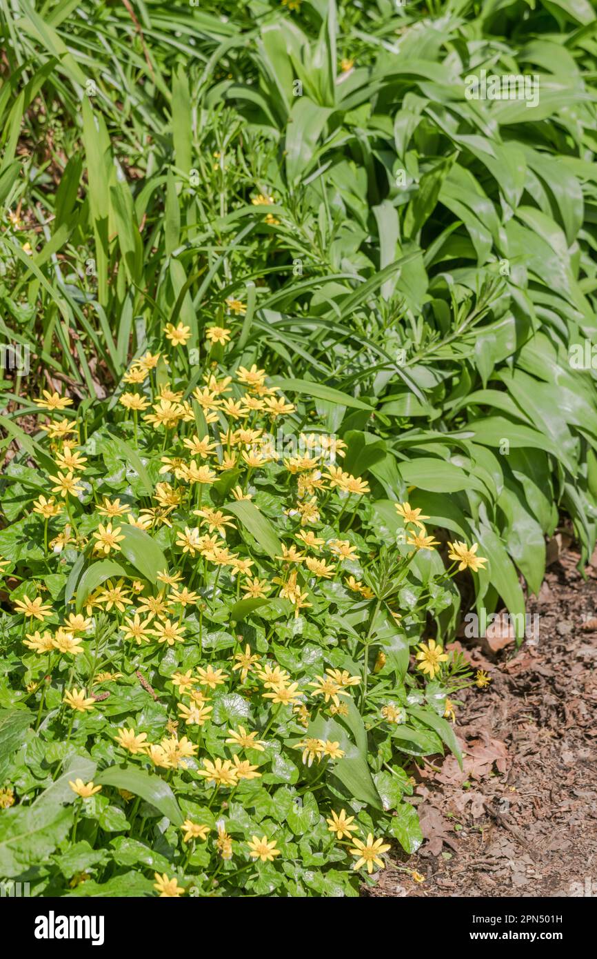 Gelbe Blüten von Lesser Celandine / Ficaria verna, Ranunculus ficaria & Blätter von Ramsons / Allium ursinum (RHSide) in der Frühlingssonne. Kräuterpflanzen Stockfoto