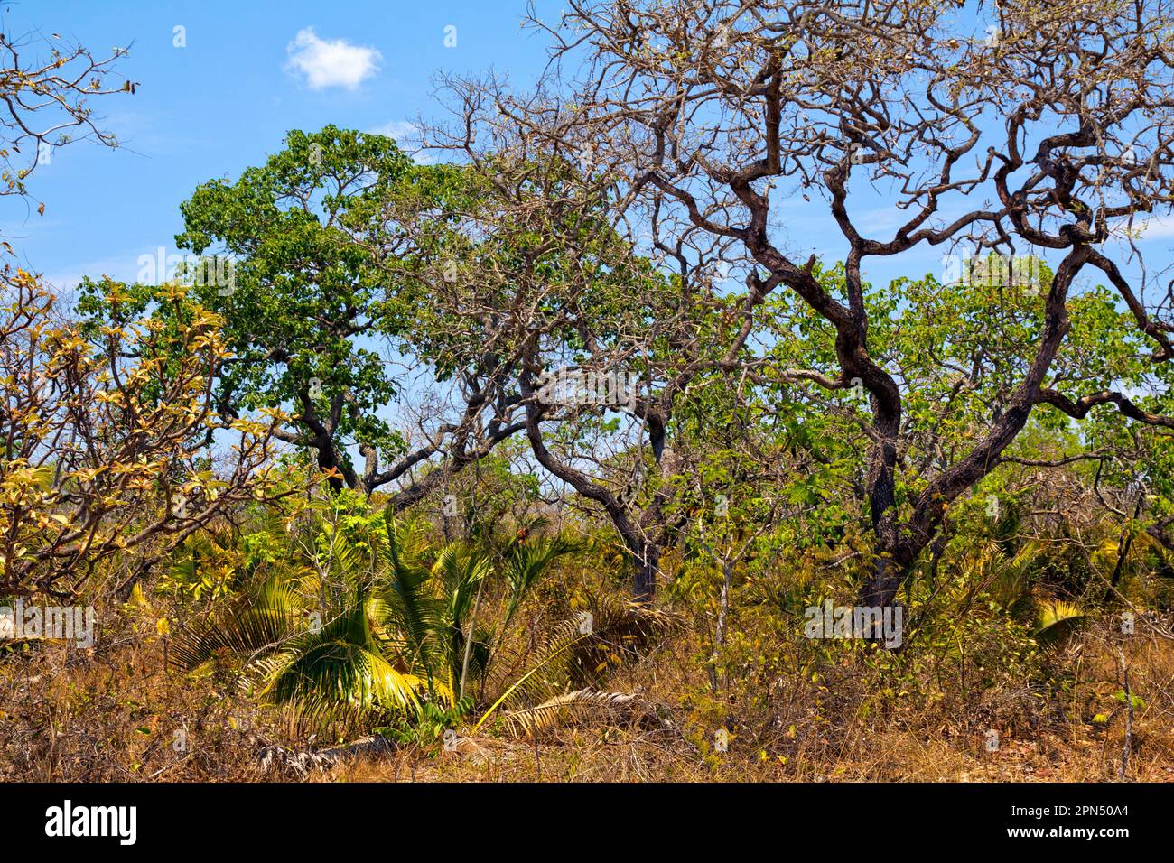 Cerrado (brasilianische Savanne) mit verdrehten Bäumen, Ende der Trockenzeit. Grande Sertão Veredas Nat. Park, Brasilien. Stiellose Palme ist Attalea geraensis. Der Cerrado ist ein Biodiversitätszentrum. Stockfoto