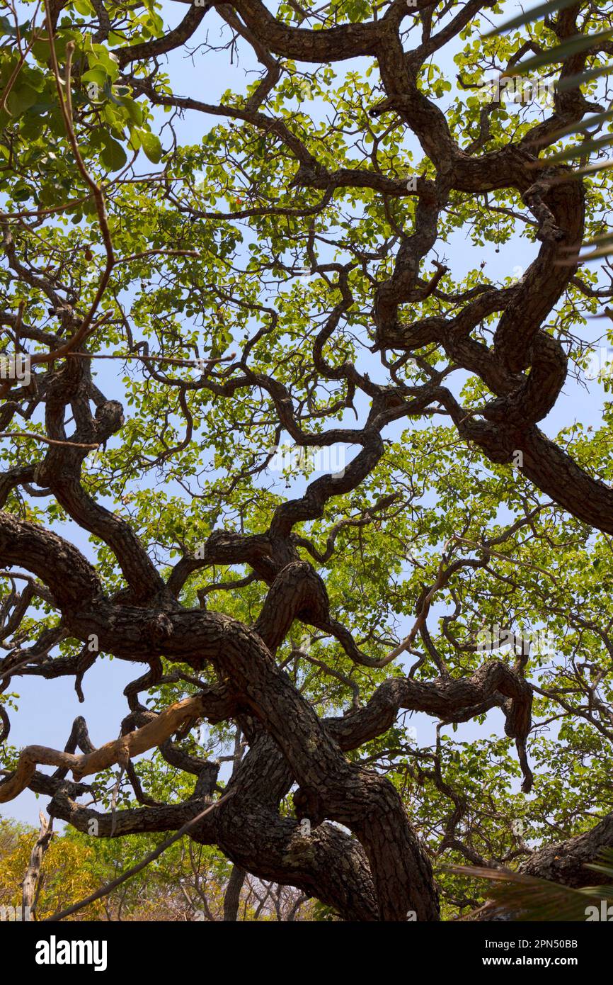 Verdrehter Baum in Cerrado biome (brasilianische Savannen), einem BiodiversitätsHotspot im brasilianischen Hochland (Grenzgebiet zwischen den Minas Gerais Bahia-Staaten). Stockfoto
