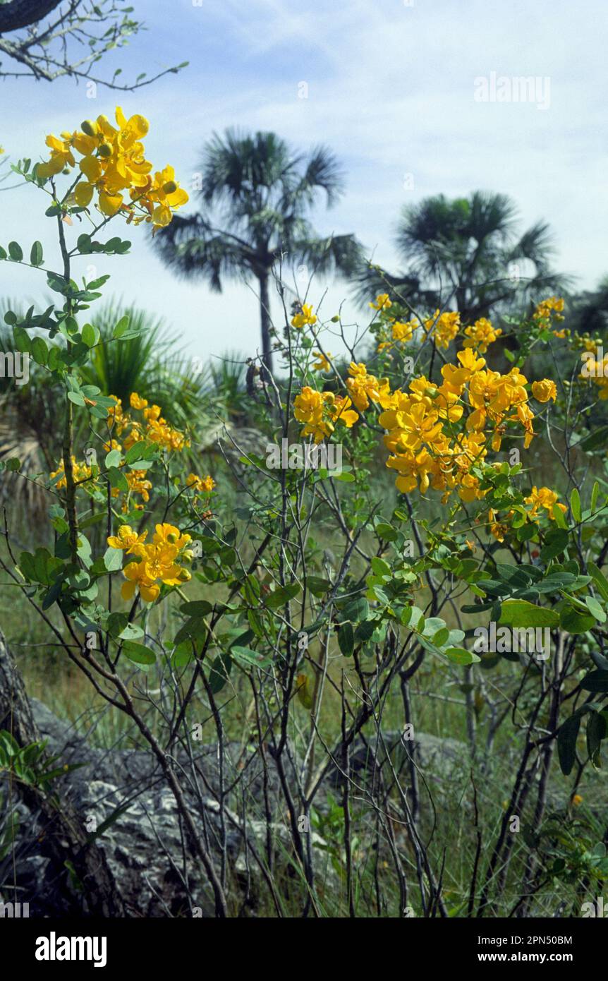 Savanna biome (in Brasilien Cerrado genannt), brasilianische Highlands, Bundesstaat Goias, Brasilien: Senna corifolia var. Caesia (Familie Fabaceae oder Leguminosae). Der Cerrado ist ein Hotspot für die biologische Vielfalt. Stockfoto