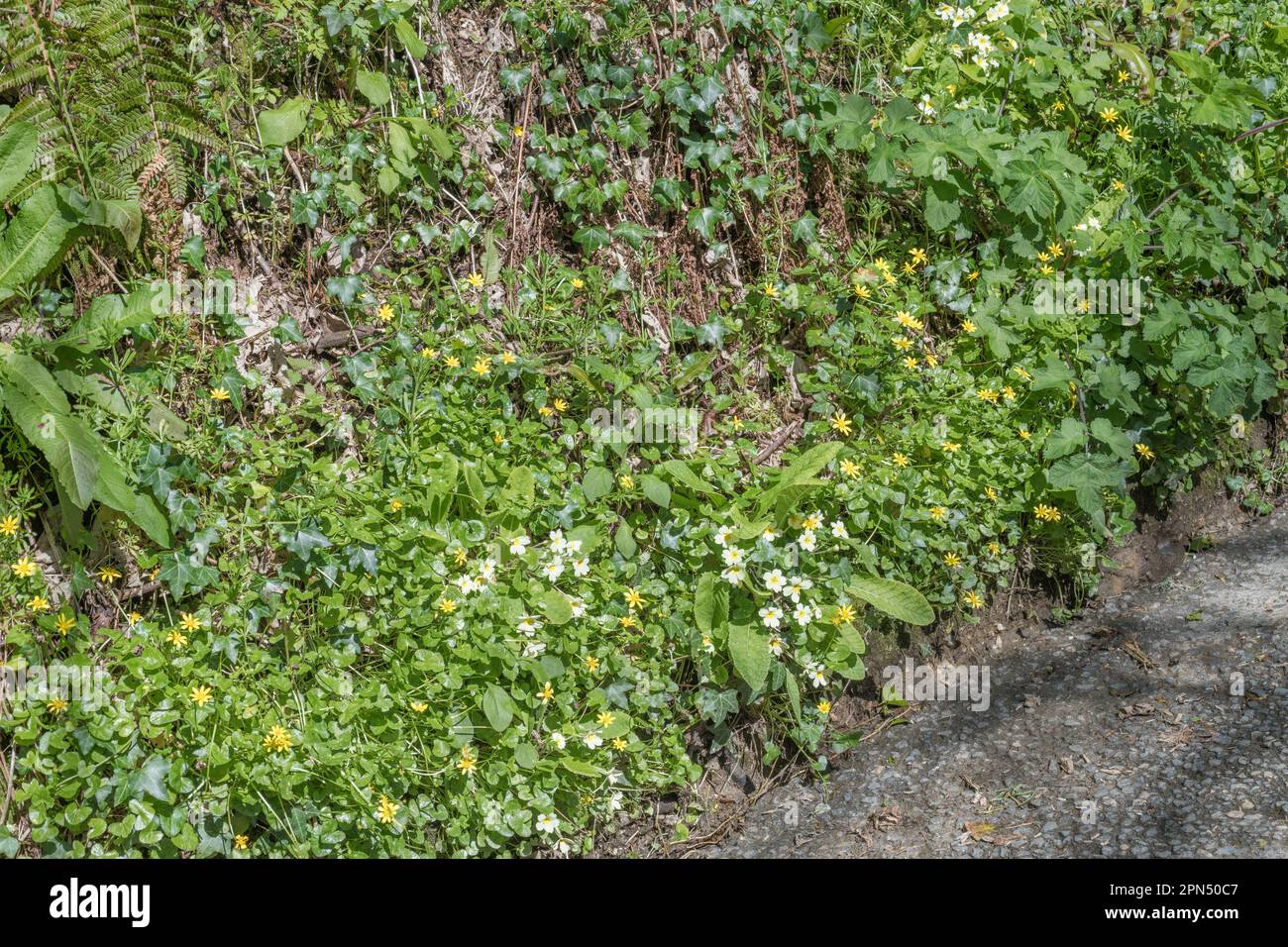 Gelbe Blüten von Lesser Celandine / Ranunculus ficaria, Ficaria verna & Primrose / Primula vulgaris in der Frühlingssonne. Beide Heilpflanzen. Stockfoto