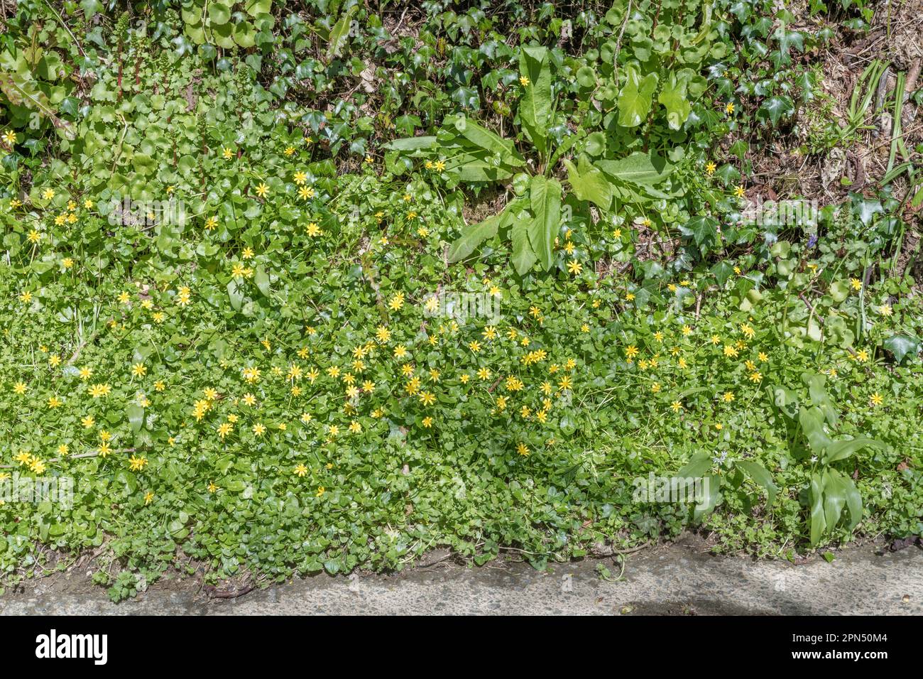 Gelbe Blüten von Lesser Celandine / Ranunculus ficaria, Ficaria verna & Primrose / Primula vulgaris in der Frühlingssonne. Beide Heilpflanzen. Stockfoto