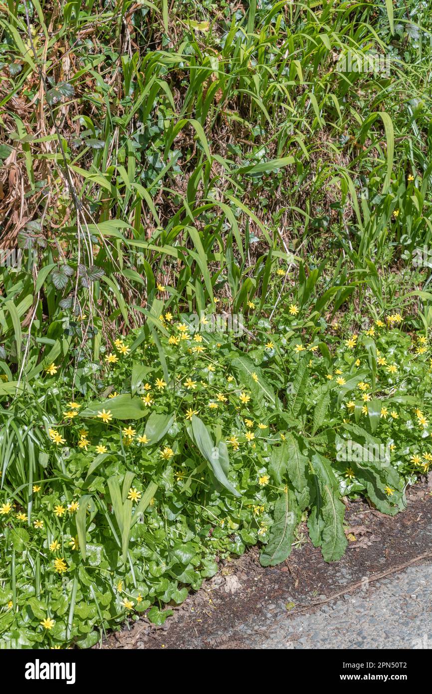 Gelbe Frühlingsblumen von Lesser Celandine / Ficaria verna, Ranunculus ficaria + Ramsons / Allium ursinum Blätter und Blätter von Rumex / Dock. Stockfoto