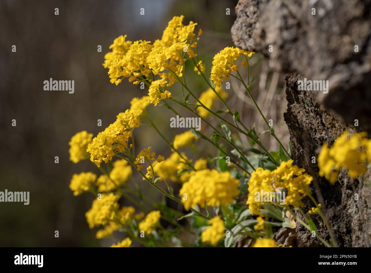 Nahaufnahme der Aurinia saxatilis-Blüten auf einem Kalksteingestein im tschechischen Karst, seichter Fokus. Stockfoto