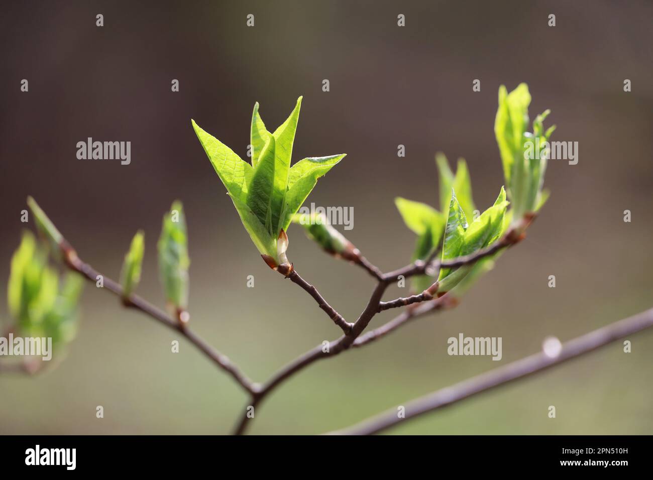 Frühlingssaison, junge grüne Blätter auf einem Ast. Die Natur wacht im Wald auf Stockfoto