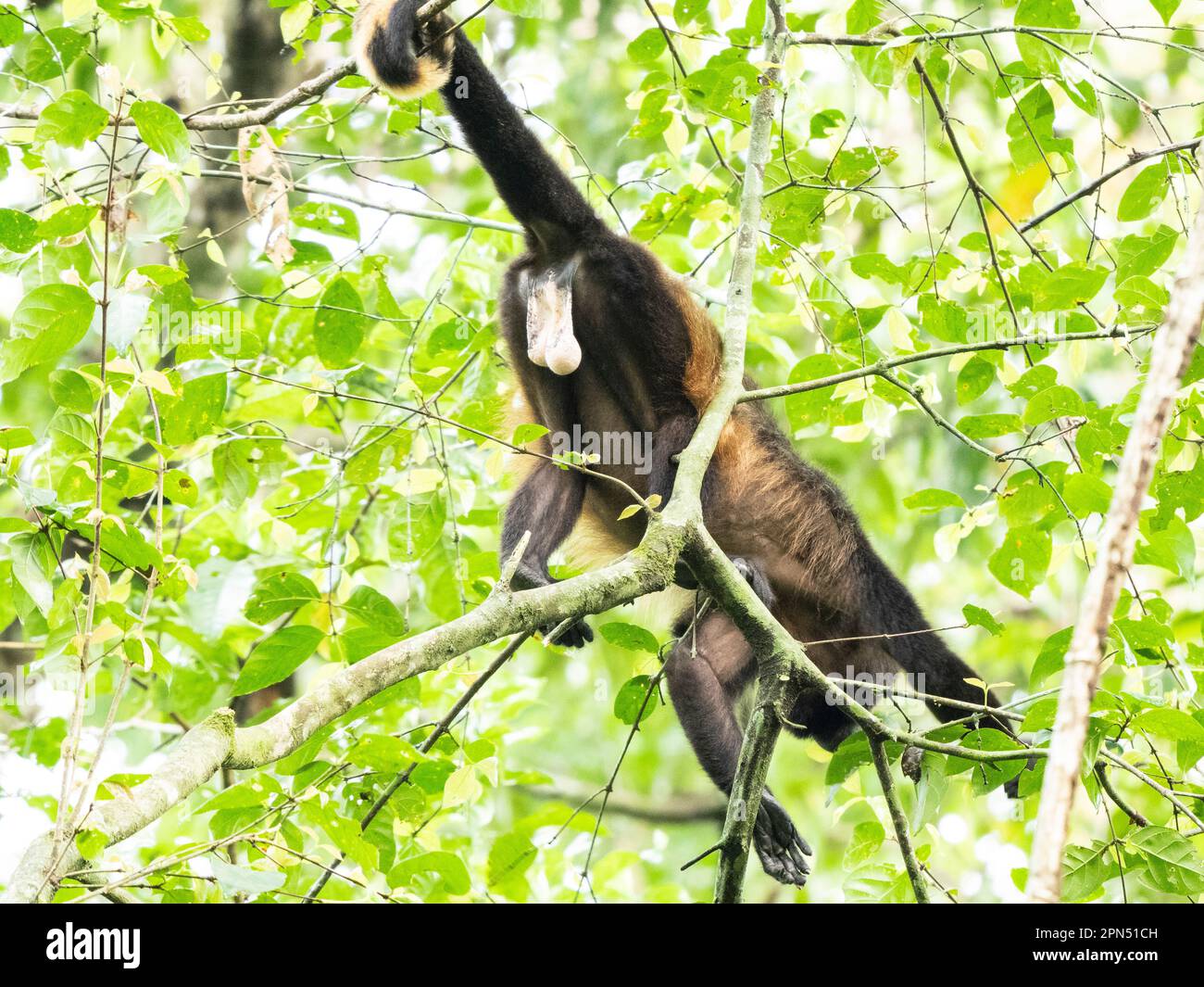 Mantelbrüllaffe (Alouatta palliata) im Corcovado-Nationalpark, Osa-Halbinsel, Costa Rica Stockfoto