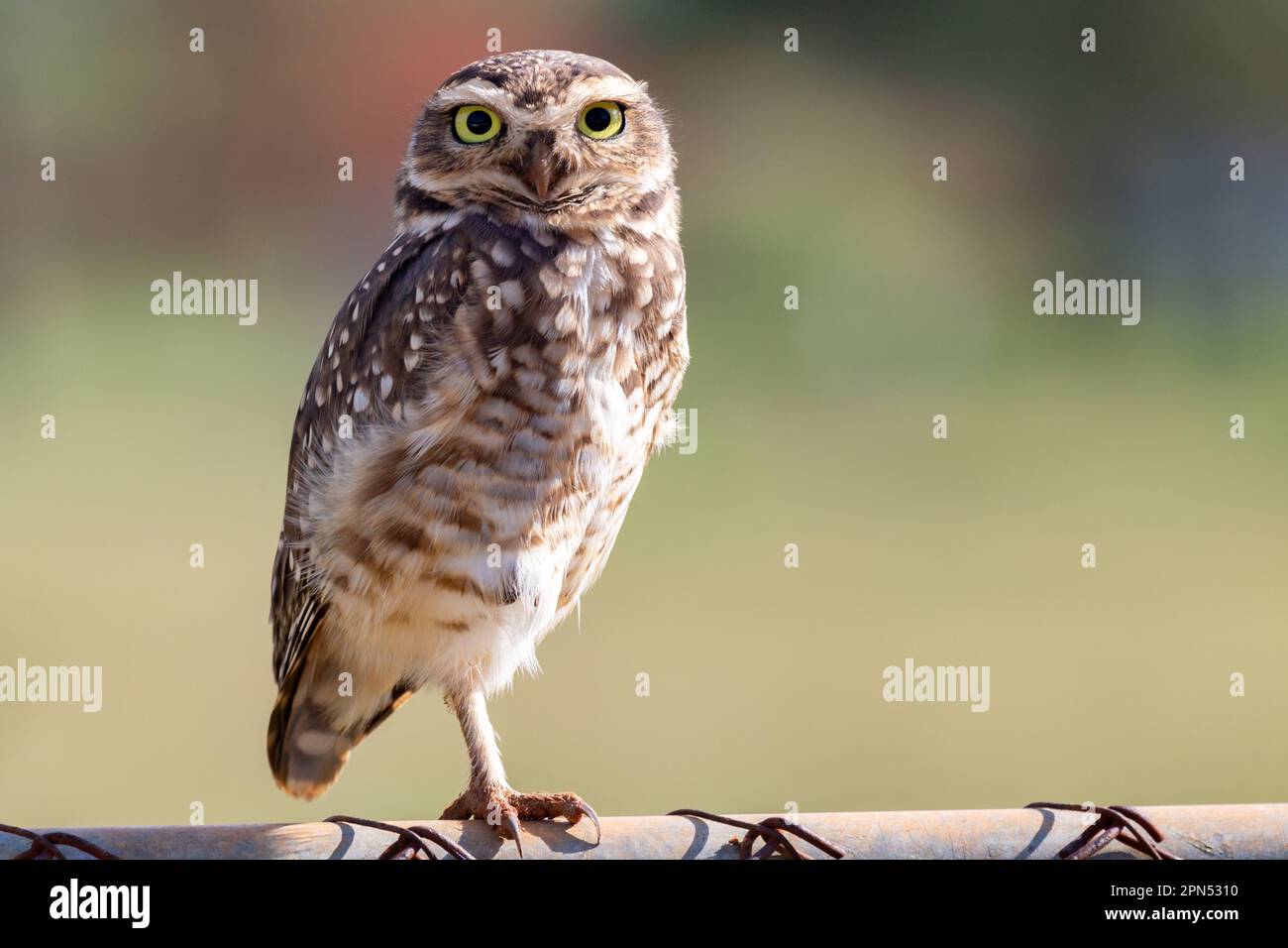 Burrowing Owl, Athene cunicularia oder Speotyto cunicularia im Porträt Stockfoto