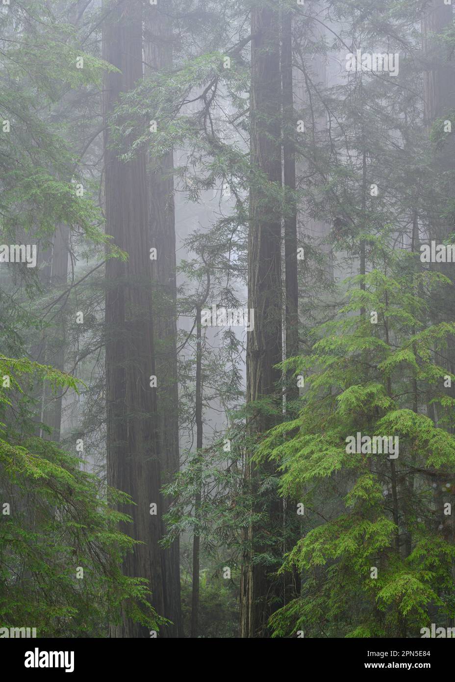 Redwood-Bäume und Nebel auf der Cal Barrel Road, Prairie Creek Redwoods State Park, Kalifornien. Stockfoto