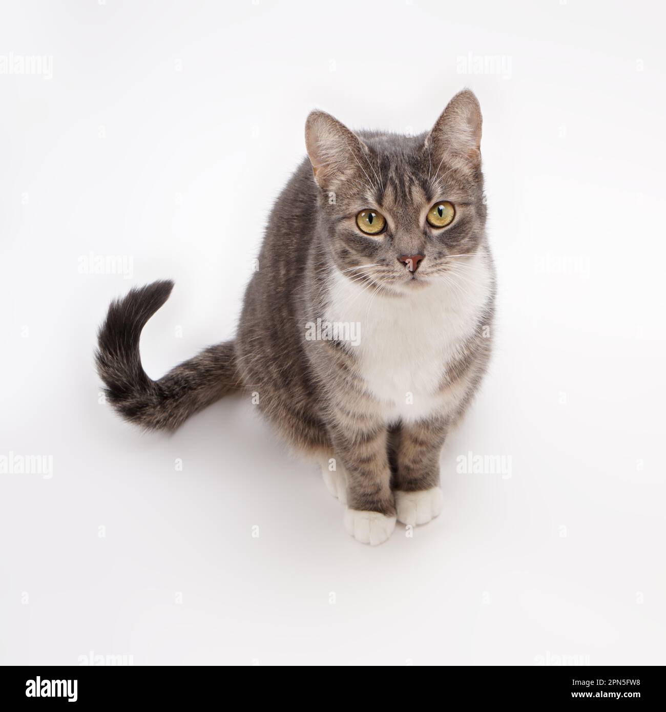 Süße graue Katze, die aufblickt Stockfoto