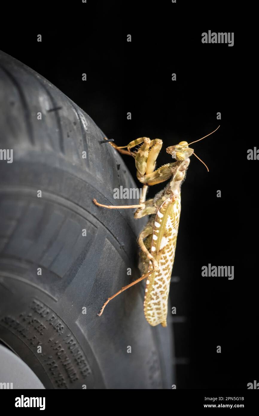 Gottesanbeterin (Mantis Religiosa) Stockfoto