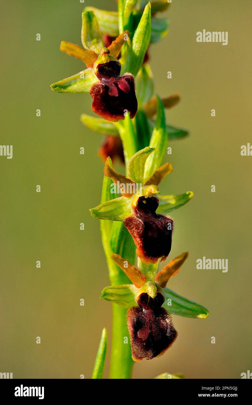 Spinnenragwurz Early (Ophrys sphegodes) Spider Orchid Stockfoto