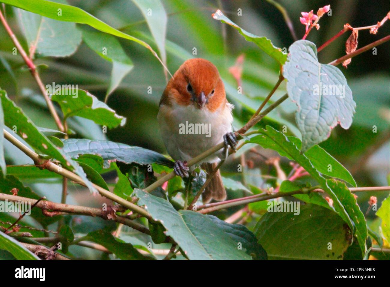 Rupus-Parrotbill (Paradoxornis ruficeps), Erwachsener, hoch oben auf dem Stamm, Eaglenest Wildlife Sanctuary, Arunachal Pradesh, Indien Stockfoto