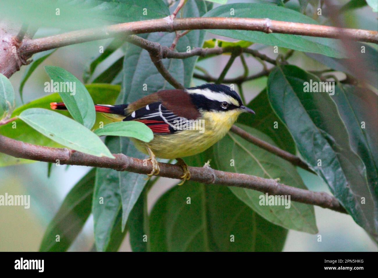 Rotschwanz-Minla (Minla ignotincta) männlich, hoch oben auf dem Zweig, Eaglenest Wildlife Sanctuary, Arunachal Pradesh, Indien Stockfoto