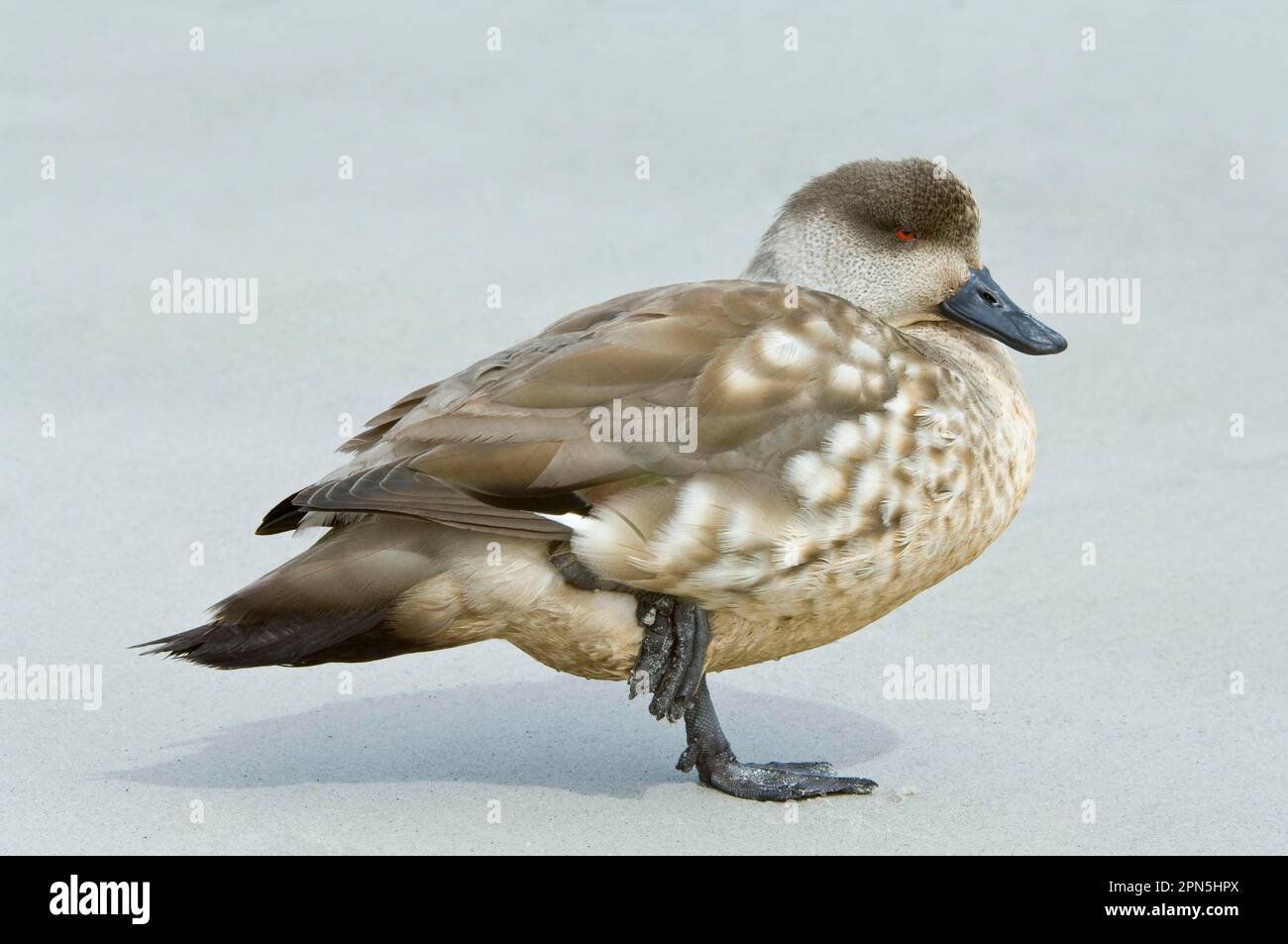 West-Falklans, Patagonische Schollenente (Lophonetta specularioides), Patagonische Schollenente, Schollenente, Schollenente, Endemie, Enten, Goose Stockfoto