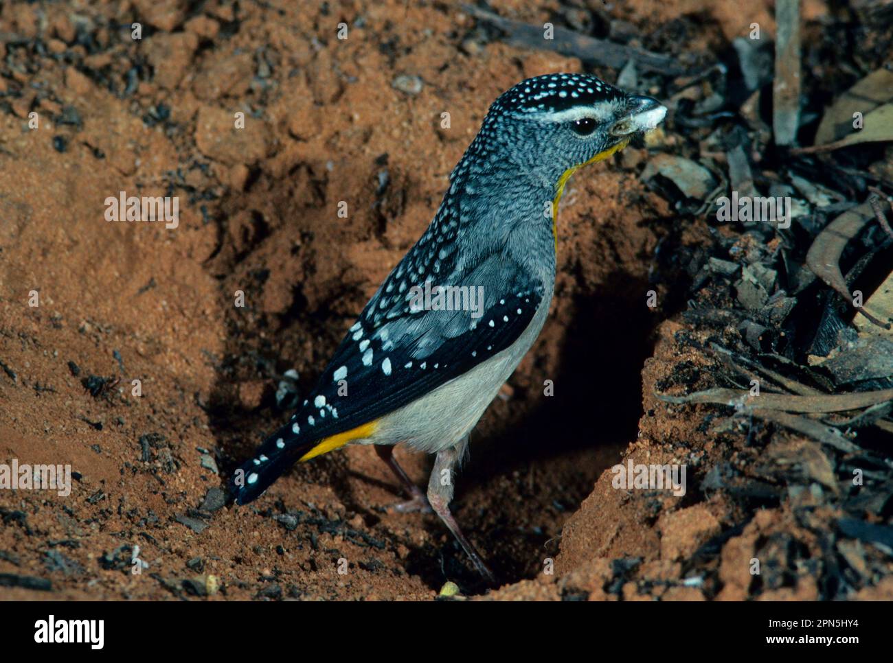 Gelbbauchpardalote (Pardalotus xanthopygus) Nahaufnahme eines Mannes, der neben einem Loch im Boden steht Stockfoto