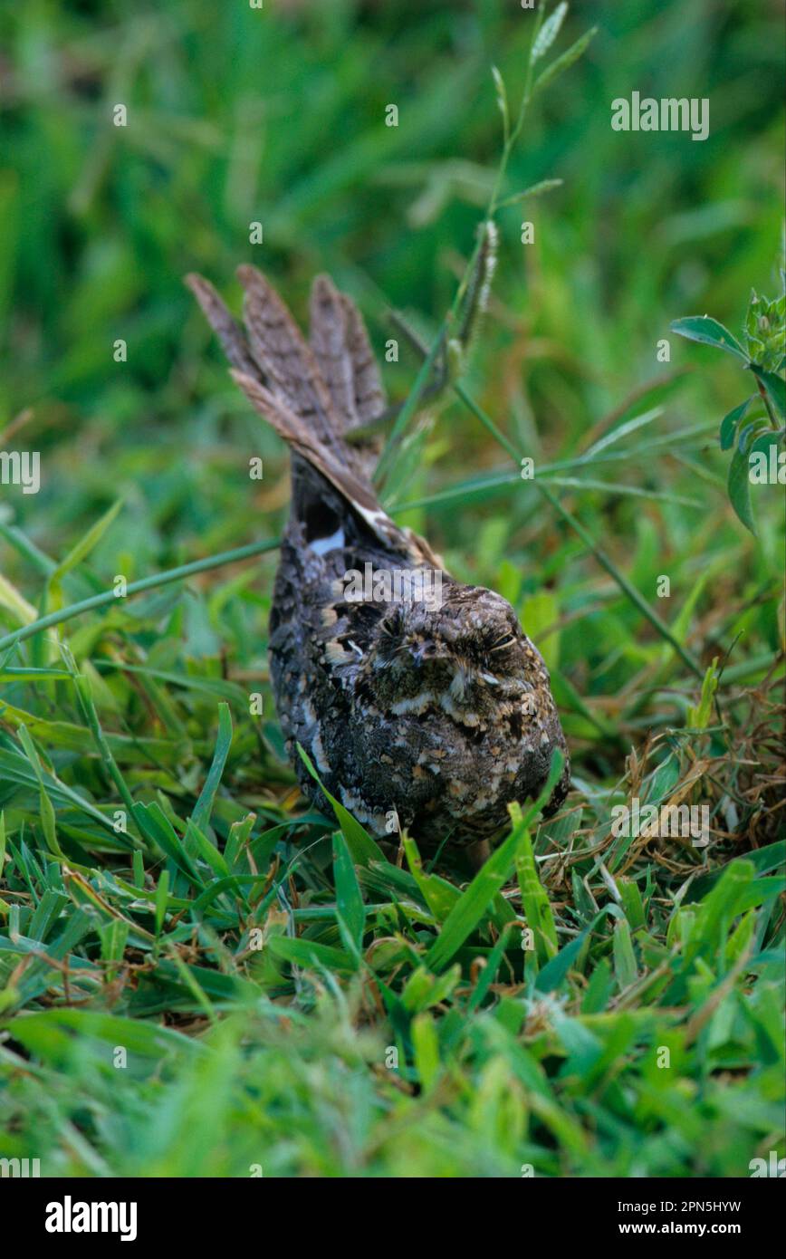 Nightjar mit schlankem Schwanz, Nightjars mit schlankem Schwanz, Nachtjars, Tiere, Vögel, Slender-Tailed Nightjar (Caprimulgar clarus) Lake Manyara, Tansania Stockfoto