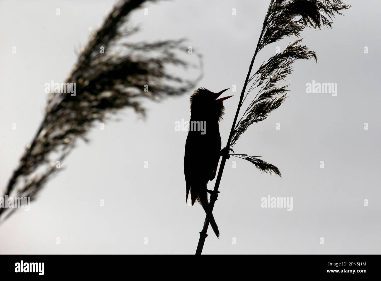 Großschildkröte (Acrocephalus arundinaceus), Singvögel, Tiere, Vögel, Großschildkröte, Erwachsene, Singen, Silhouette auf Schilf, Bulgarien Stockfoto