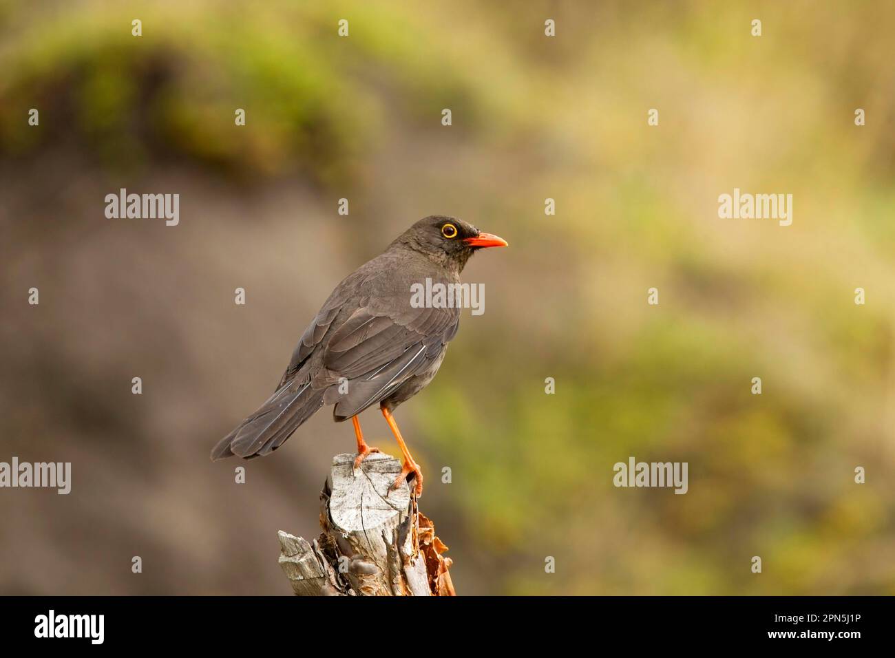 Große Soor (Turdus Fuscater), Riesenstrauße, Singvögel, Tiere, Vögel, Great Thrush Erwachsener, hoch oben auf Stumpf, Anden, Ecuador Stockfoto