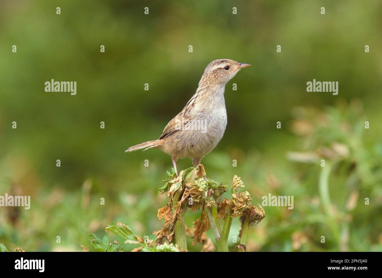 Gräser (Cistothorus platensis), Sedge Wren, Sedge Wren, Singvögel, Tiere, Vögel, Grass Wren Falklands Stockfoto