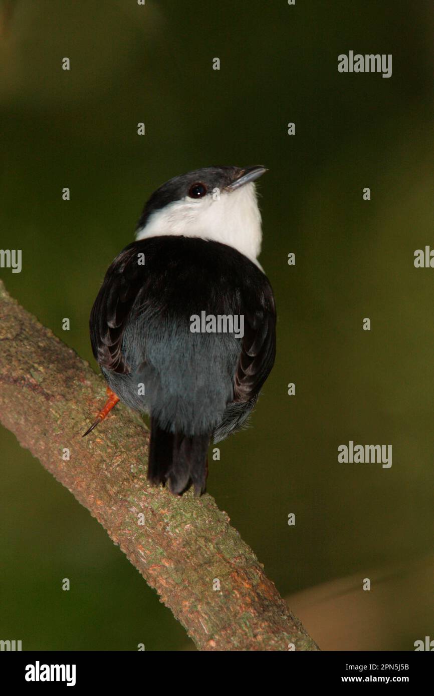 Manakin (Manacus manacus), männlicher Erwachsener, auf einem Ast, Iguazu N. P. Misiones, Argentinien Stockfoto Manakin (Manacus manacus), männlicher Erwachsener, auf einem Ast, Iguazu N. P. Misiones, Argentinien Stockfoto