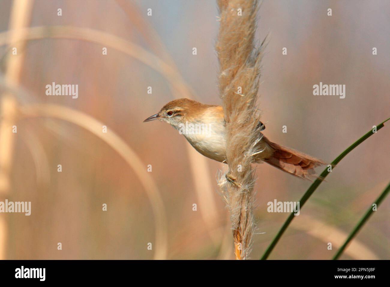 Cranioleuca sulphurifera Fotos und Bildmaterial in hoher Auflösung