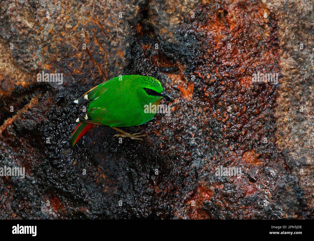 Feuerschwanzmyzornis (Myzornis pyrrhoura), Erwachsener, Fütterung von baumsaft, Eaglenest Wildlife Sanctuary, Arunachal Pradesh, Indien Stockfoto