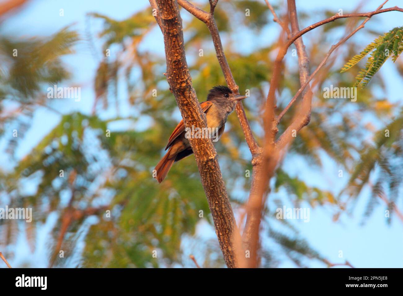 Rosenkohl (Pachyramphus aglaiae), Erwachsener, im Baum, Costa Rica Stockfoto