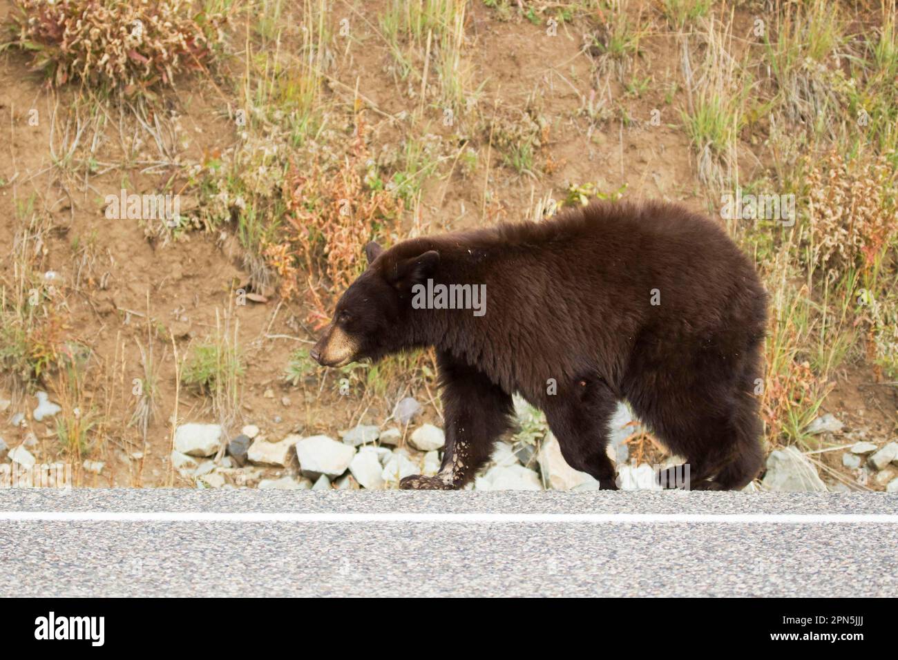 Amerikanischer Schwarzbär (Ursus americanus), amerikanischer Schwarzbär, Bären, Raubtiere, Säugetiere, Tiere, American Black Bear Erwachsener, am Straßenrand zu Fuß Stockfoto