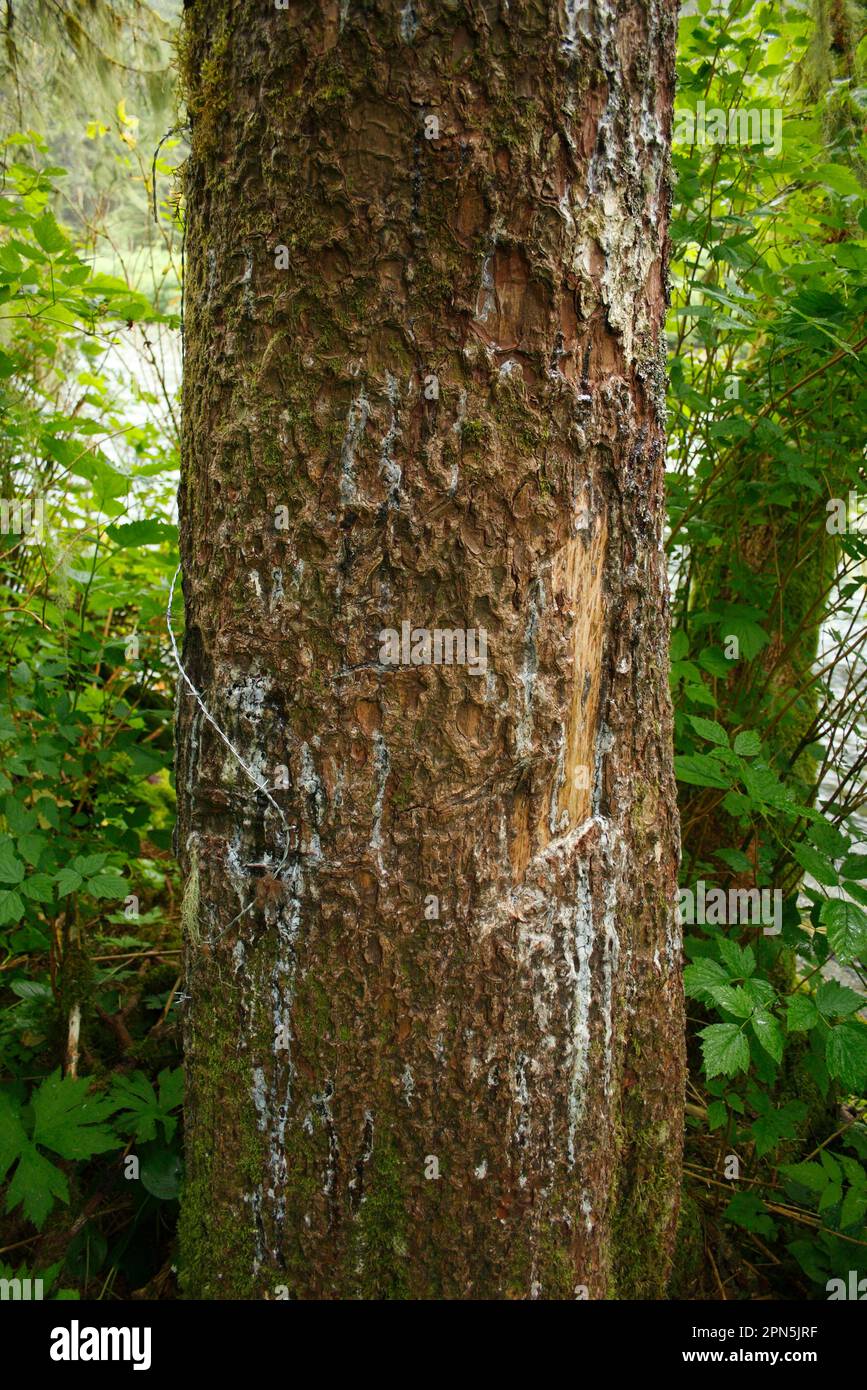 Kratzspuren eines Grizzlybären (Ursus arctos horribilis) am Stamm der sitka-Fichte (Picea sitchensis) mit Stacheldraht am Haar Stockfoto