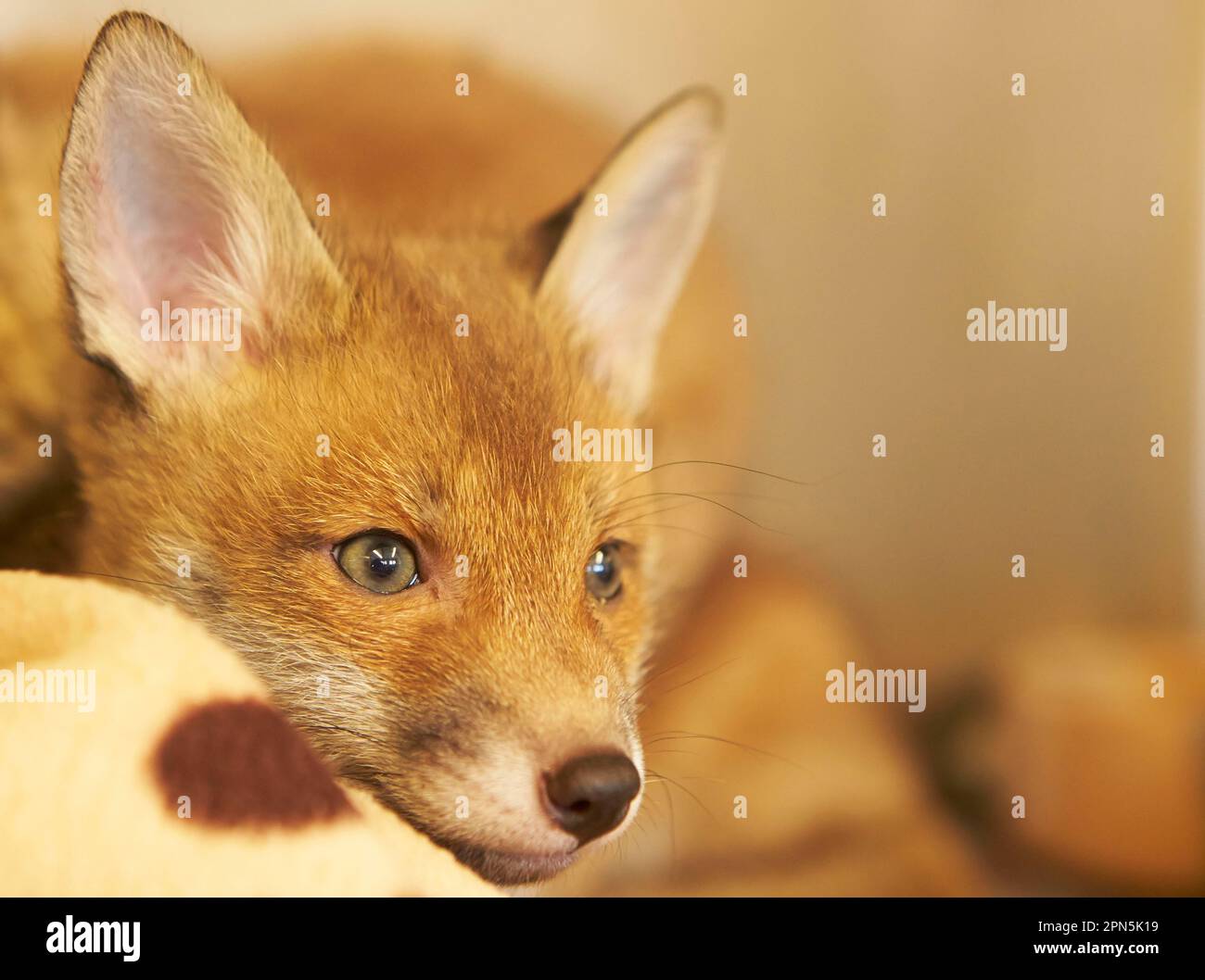 Rotfüchse, Rotfüchse, Füchse, Hunde, Raubtiere, Säugetiere, Tiere, Jungtiere des Europäischen Rotfuchs (Vulpes vulpes), Nahaufnahme des Kopfes, im Rettungszentrum vorher Stockfoto