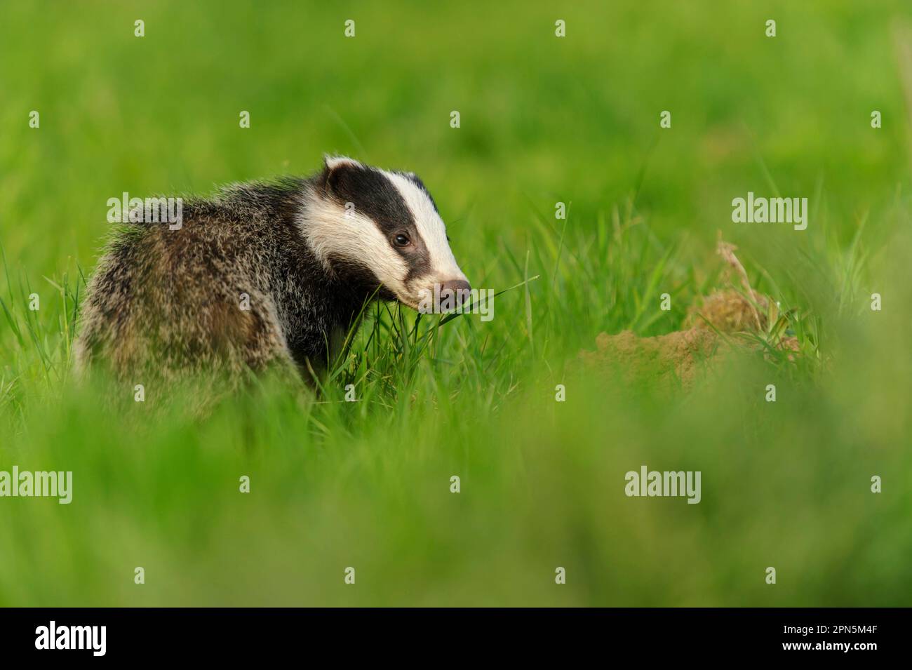 Eurasian Badger (Meles meles) Junges, stehend in Wiese, Jackson's Coppice, Staffordshire, England, Vereinigtes Königreich Stockfoto