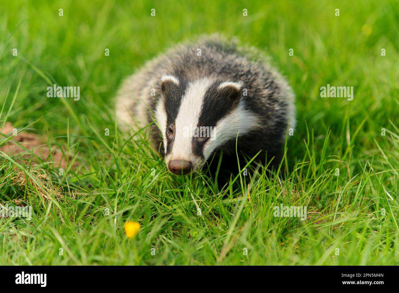 Eurasian Badger (Meles meles) Junges, stehend in Wiese, Jackson's Coppice, Staffordshire, England, Vereinigtes Königreich Stockfoto