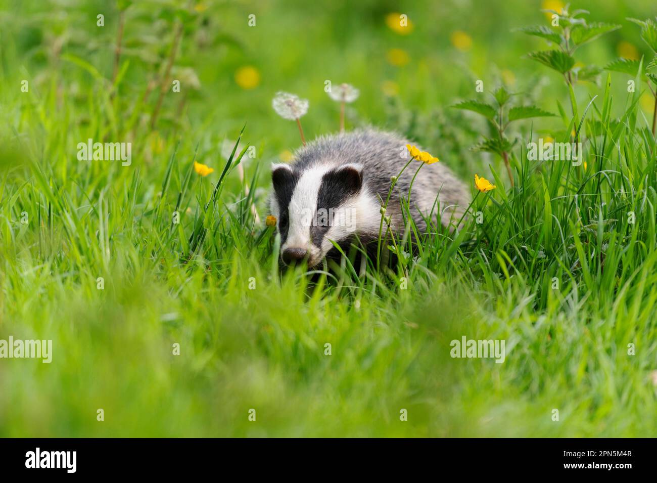 Eurasian Badger (Meles meles) Junges, stehend in Wiese, Jackson's Coppice, Staffordshire, England, Vereinigtes Königreich Stockfoto
