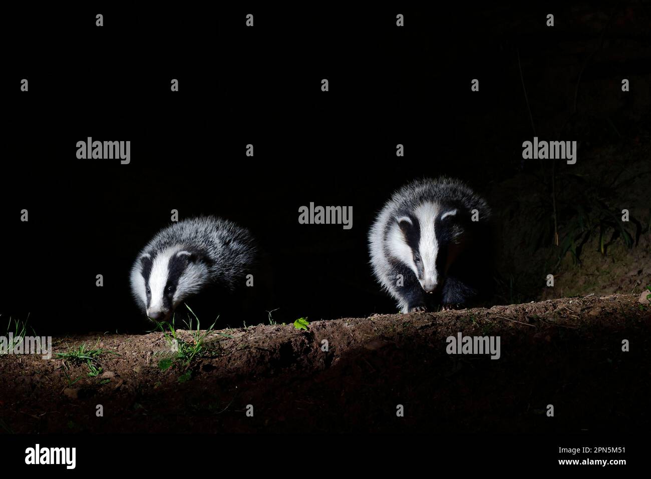 Dachs, europäische Dachs (Meles meles), Martens, Raubtiere, Säugetiere, Tiere, Eurasian Badger, zwei Erwachsene, stehen am sett-Eingang in Woodland bei Stockfoto