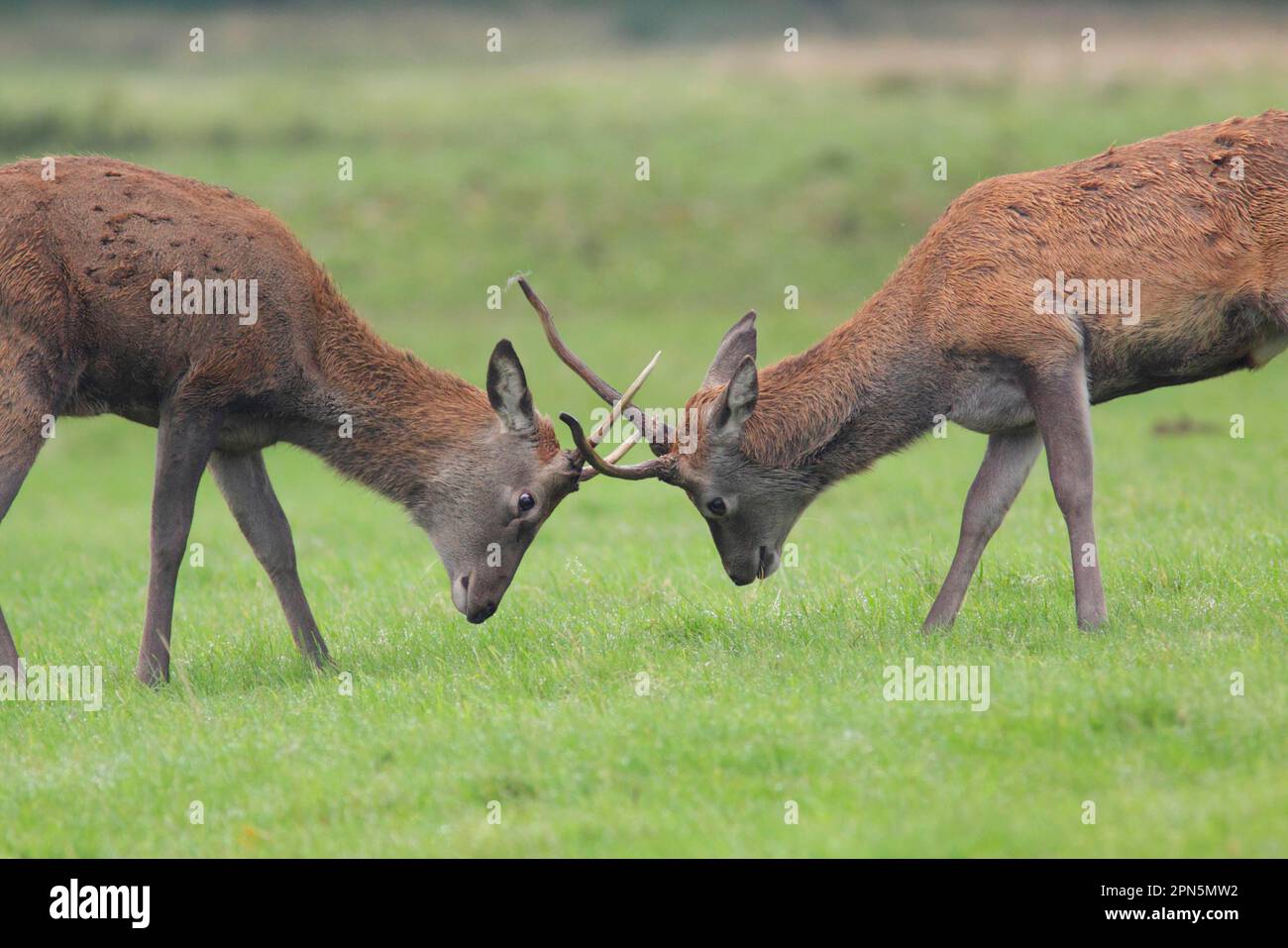 Rotwild (Cervus elaphus) zwei unreife Stags, die während der Rutsche kämpfen, Studley Royal Deer Park, Ripon, North Yorkshire, England, Vereinigtes Königreich Stockfoto