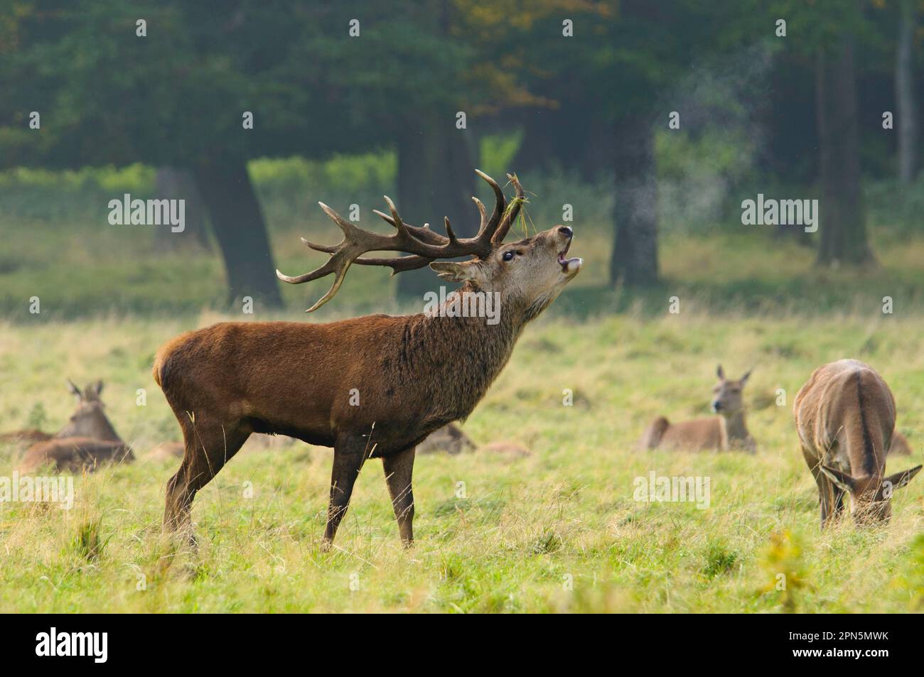 Rotwild (Cervus elaphus), reifer Hirsch, brüllend, mit Hintern im Hintergrund, während der Rutsche, Studley Royal Park, North Yorkshire, England Stockfoto