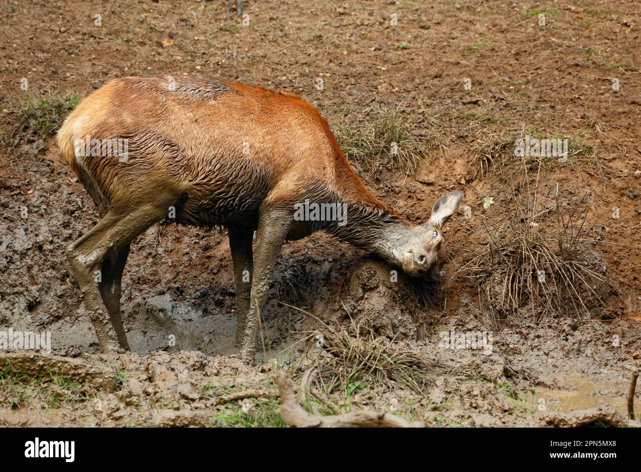 Red Deer (Cervus elaphus) Hind, im Schlamm während der Rutschsaison, Richmond Park, Surrey, England, Vereinigtes Königreich Stockfoto
