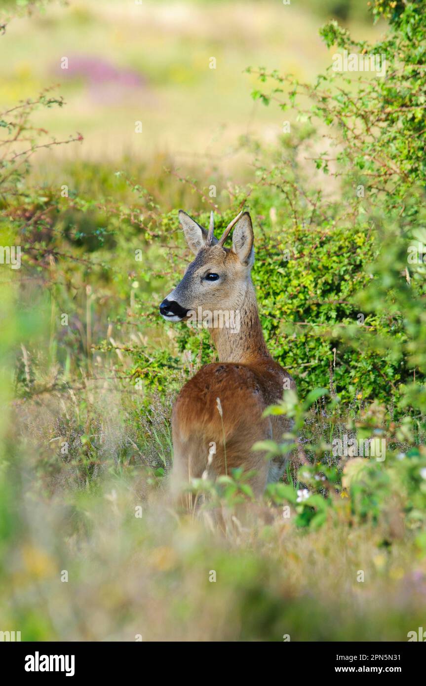 westeuropäischer Rothirsch (Capreolus capreolus), junger Buck, Blick über die Schulter, im Dickicht stehend, in der Nähe von Corfe Castle, Dorset, England, Vereint Stockfoto