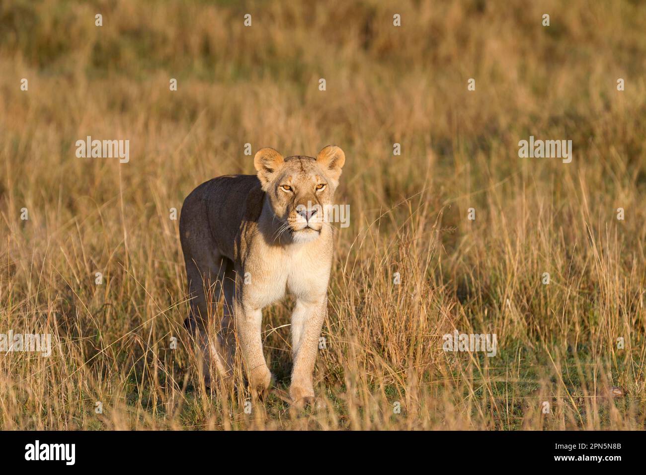 Masai Lion (Panthera leo nubica) zwei Erwachsene Männer, füttern bei Töten, Serengeti N. P. Tansania Stockfoto