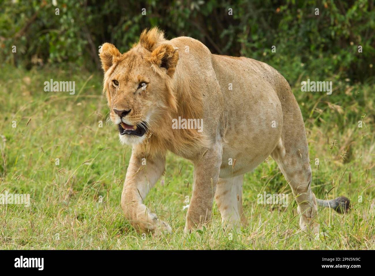 Masai Lion (Panthera leo nubica) zwei Erwachsene Männer, füttern bei Töten, Serengeti N. P. Tansania Stockfoto