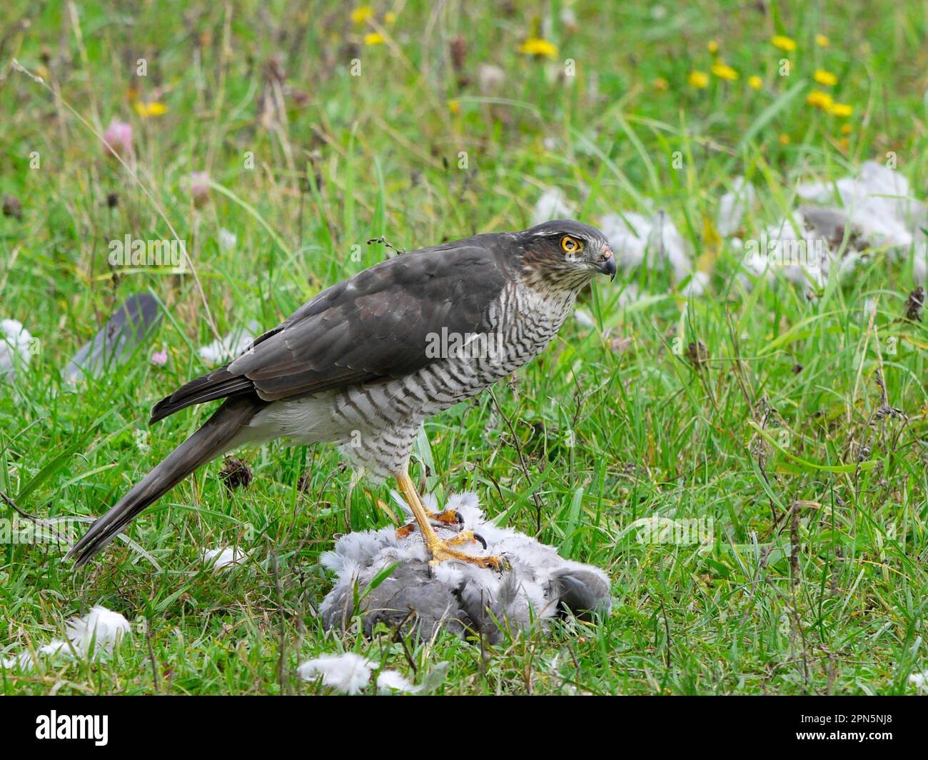 Eurasischer Sperber (Accipiter nisus), weiblich, ausgewachsene, mit einer auf dem Boden erschossen Taube (Columba palumbus), Warwickshire, England, United Stockfoto