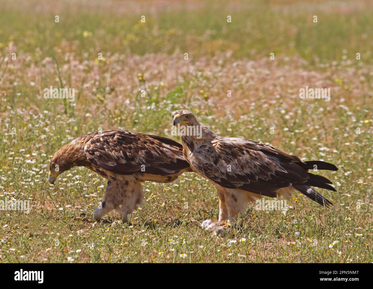 Spanischer Kaiseradler (Aquila Adalberti) zwei Jungtiere, Gefieder im dritten und vierten Jahr, Fütterung, auf dem Feld stehend, Castilla y Leon, Spanien Stockfoto