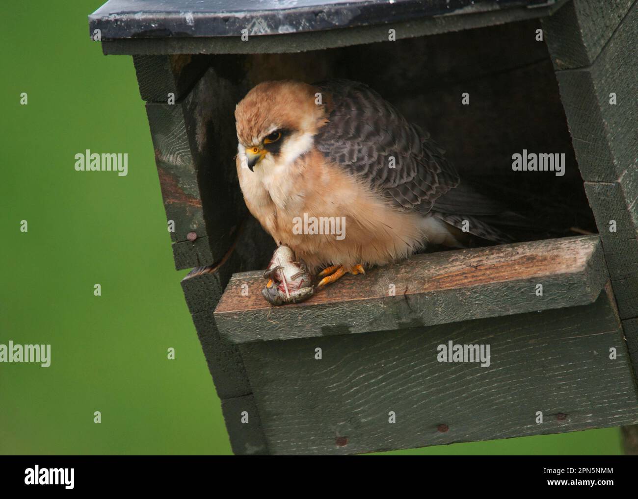 Rotfußfalke (Falco vespertinus), weiblich, mit Froschbeute in Krallen, hoch oben am Eingang, Hortobagy N. P. Ungarn Stockfoto