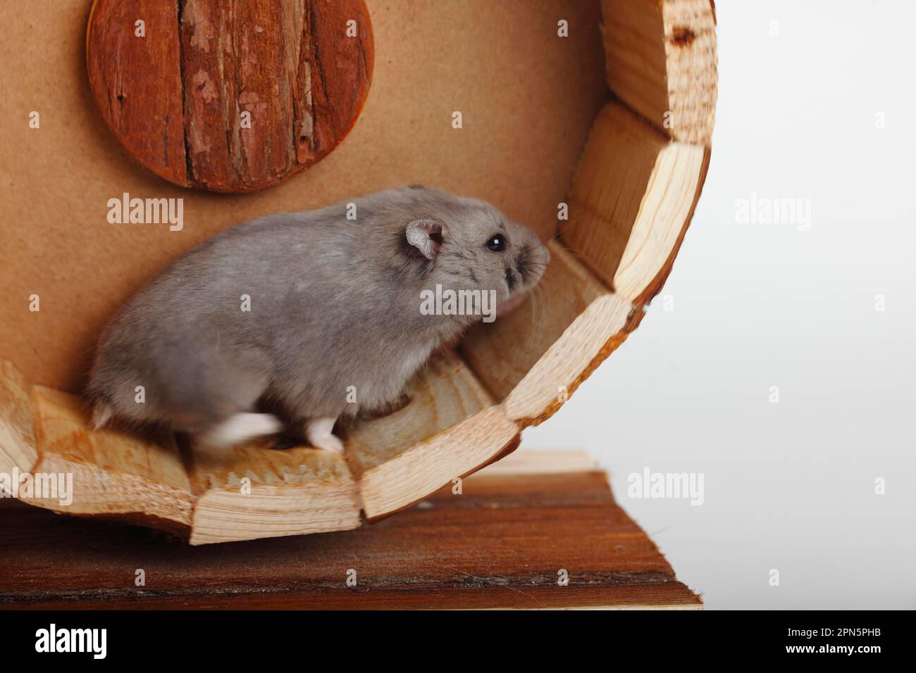 Campbells russische Zwerghamster (Phodopus campbelli) Stockfoto