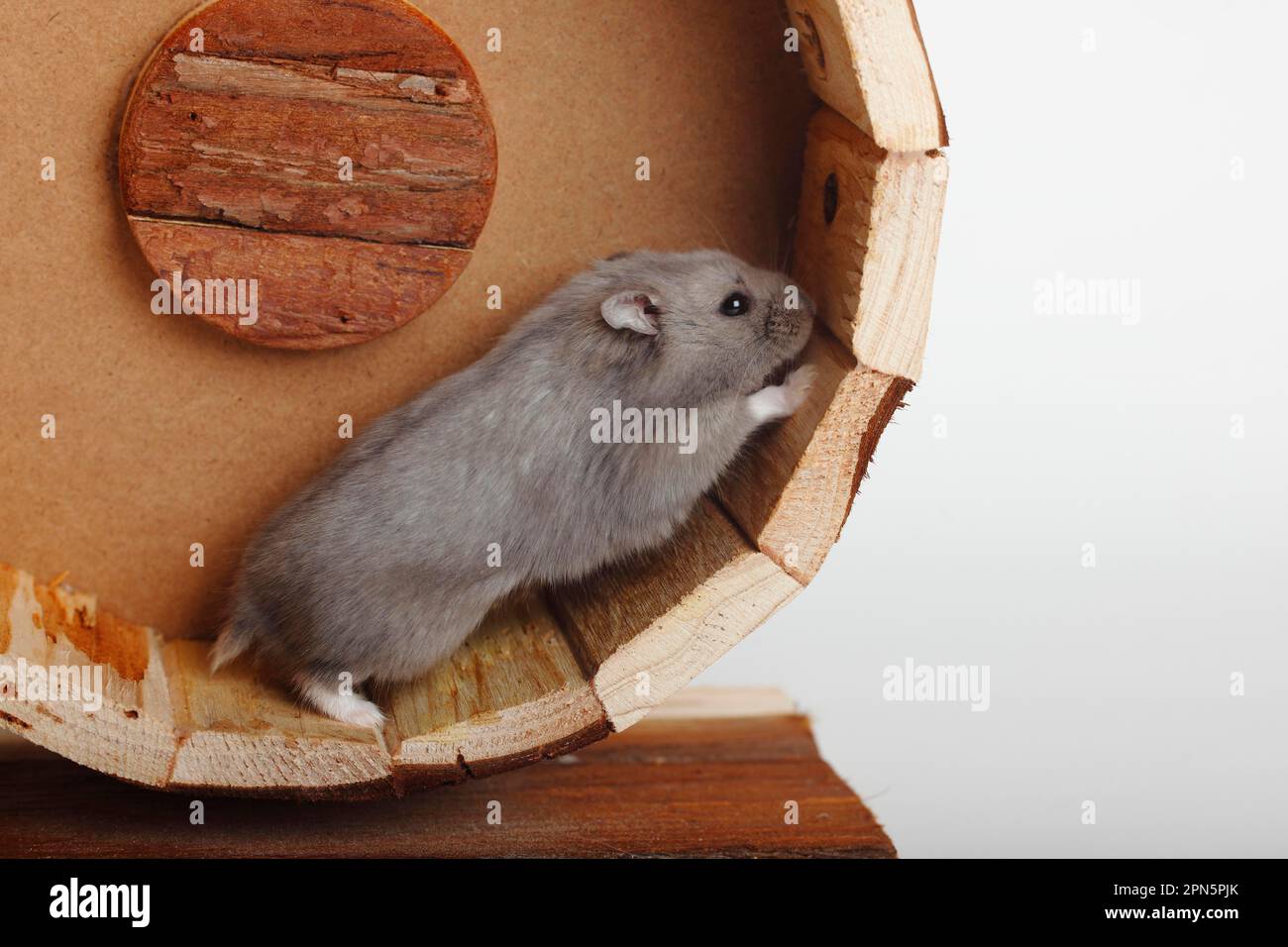 Campbells russische Zwerghamster (Phodopus campbelli) Stockfoto